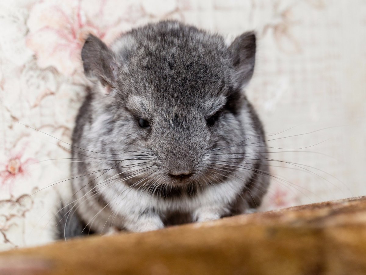 Малая длиннохвостая шиншилла