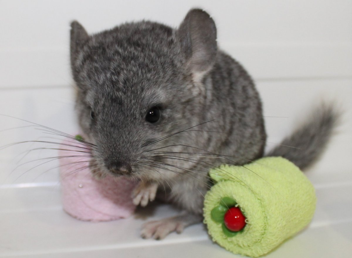 Австралийская шиншилла