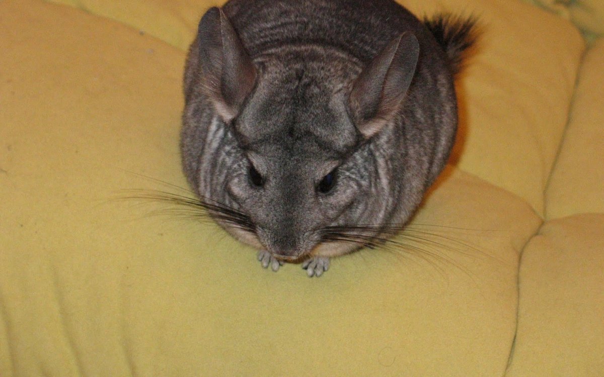 Пузатая шиншилла