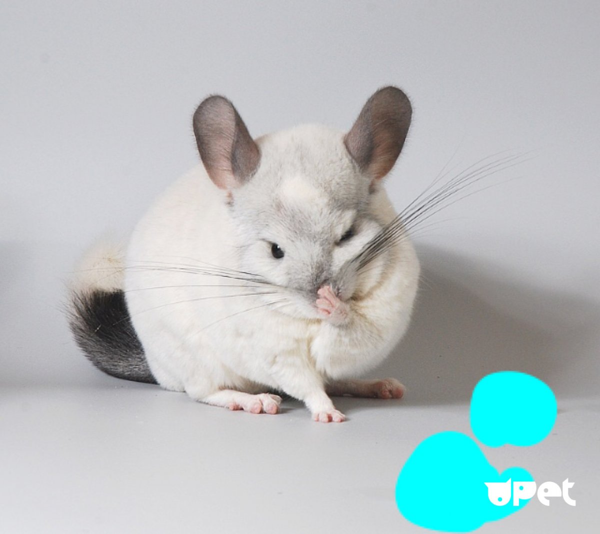 Породистые шиншиллы