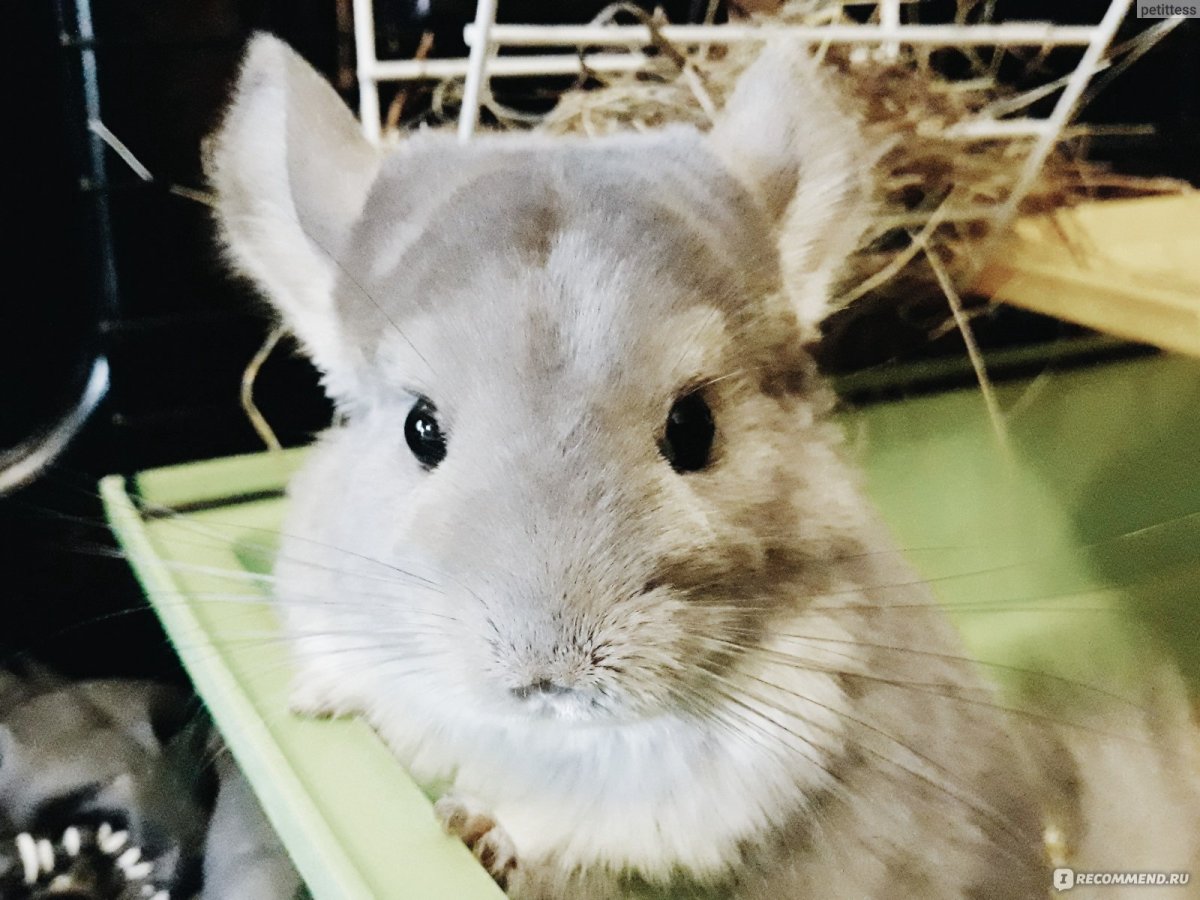 Шиншилла на заставку