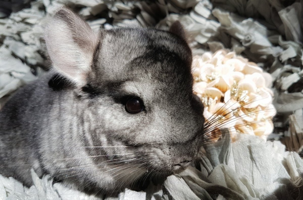 Береговая шиншилла малая длиннохвостая