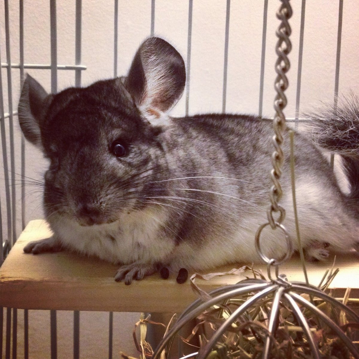 Шиншилла шиншилла