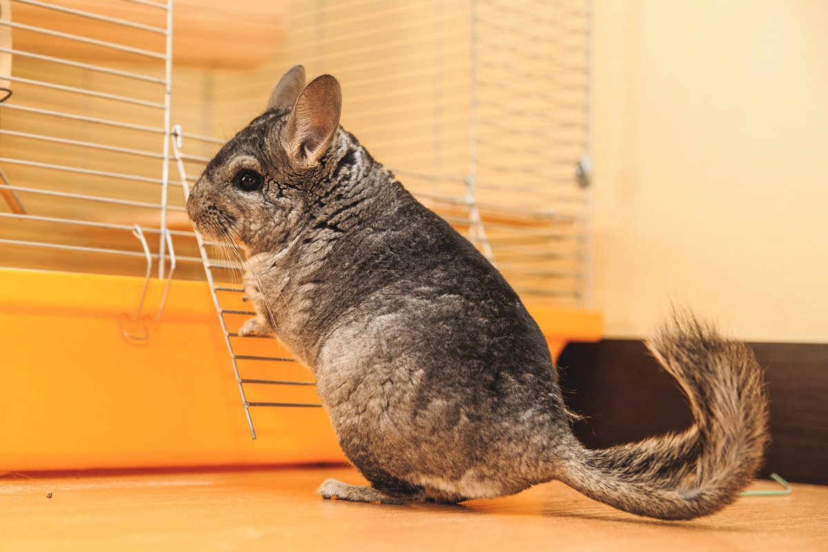 Шиншилла Чаркоал