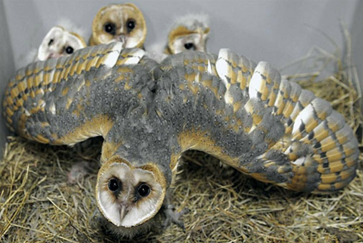 Сова сипуха птенец