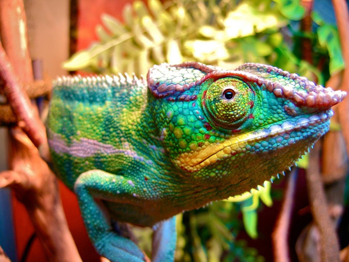 Хамелеон чудо природы