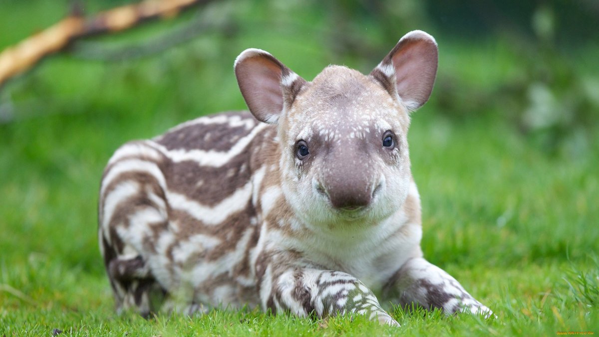 Тапир малыш