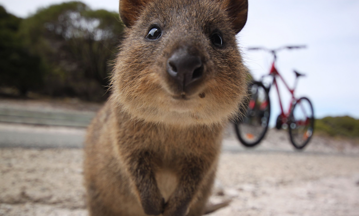 Квокка (короткохвостый кенгуру)