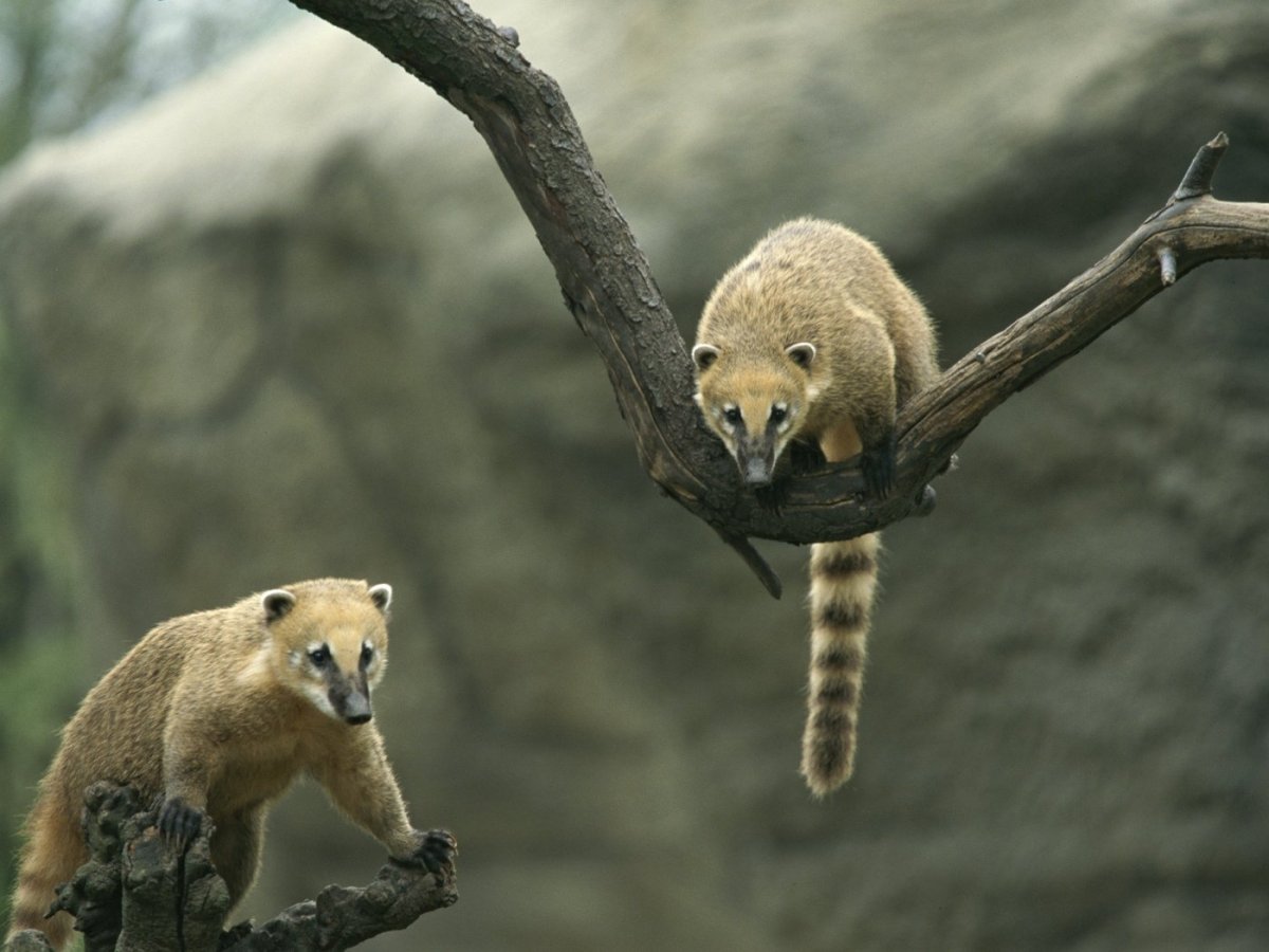 Енот носуха обыкновенная