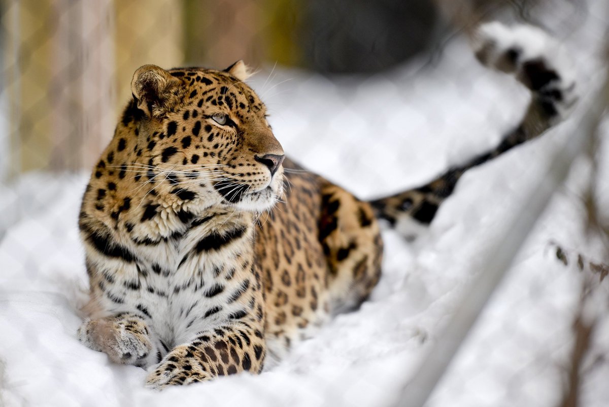 Дальневосточный леопард Лорд