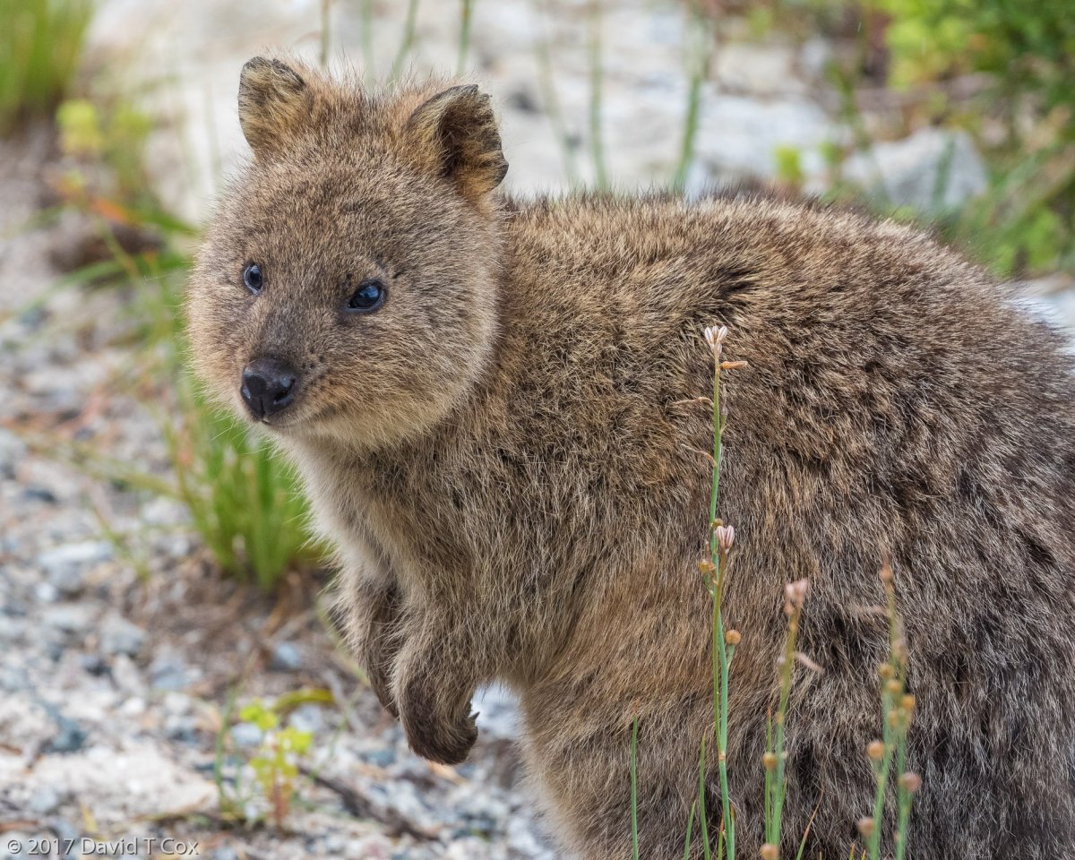 Вомбат и Квокка