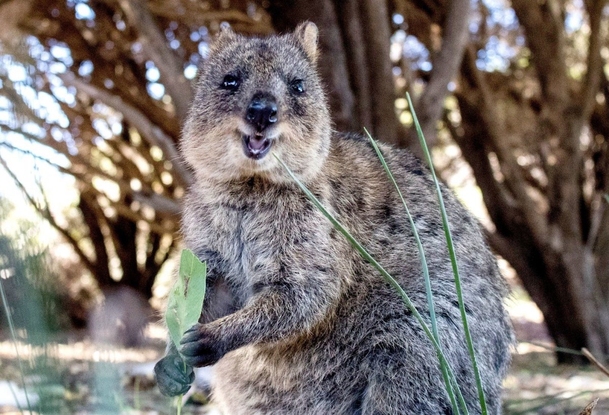 Австралия Квокка