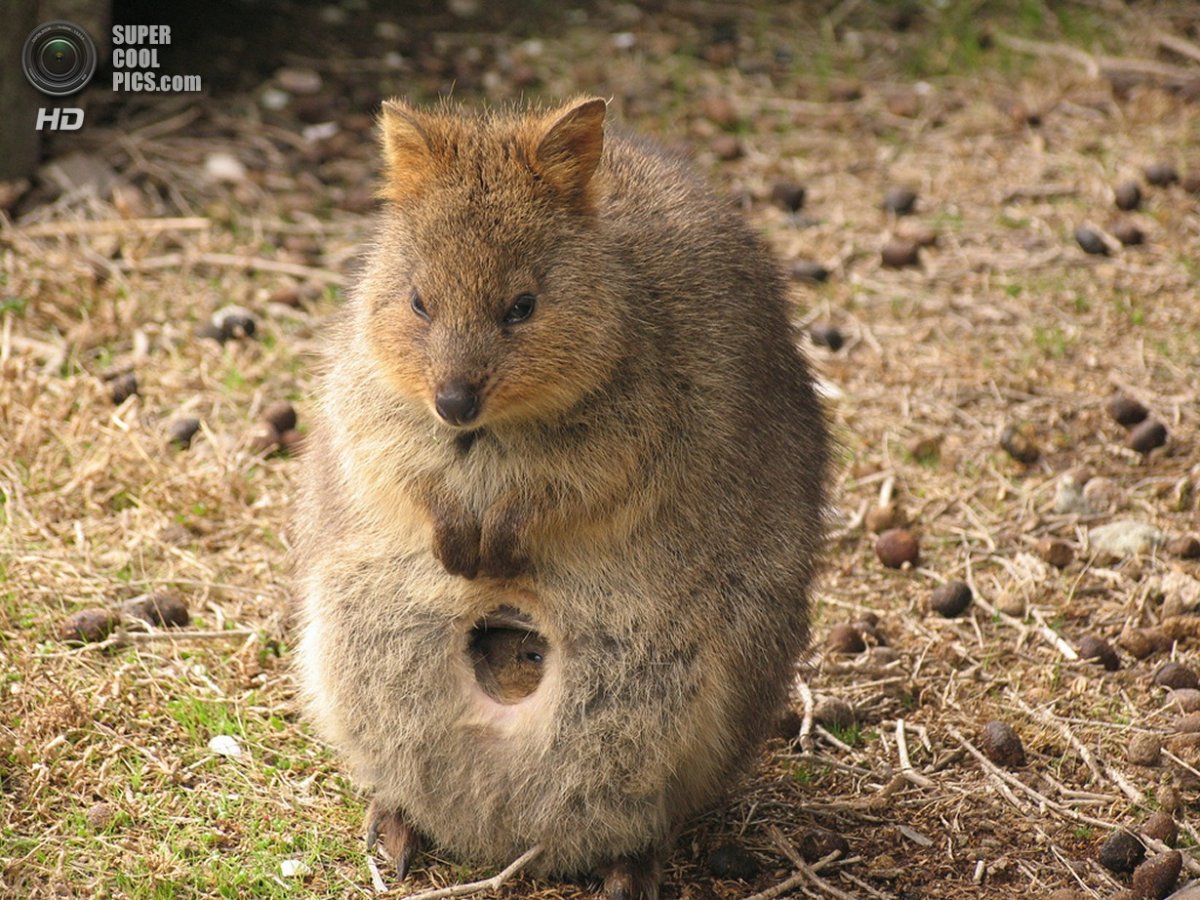 Квокка сумчатый зверь