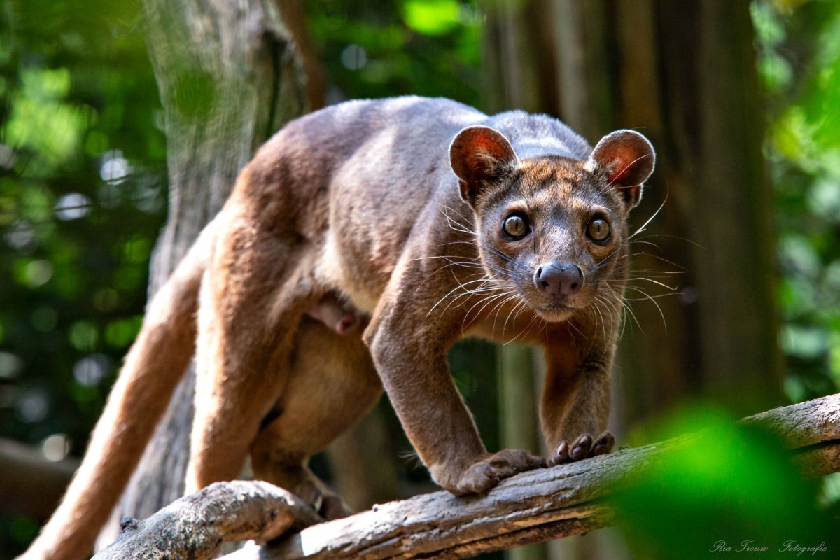 Мадагаскарские фоссы