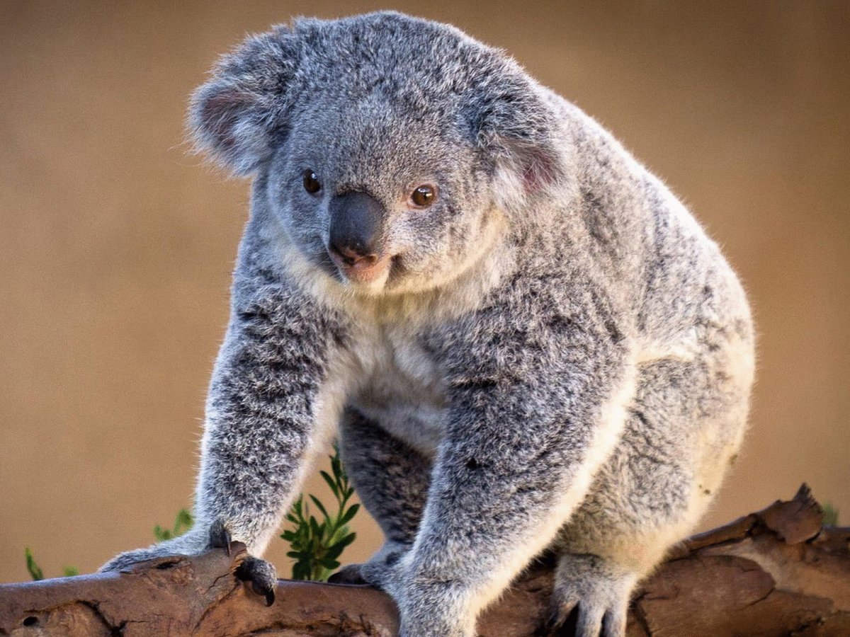 Сумчатая коала