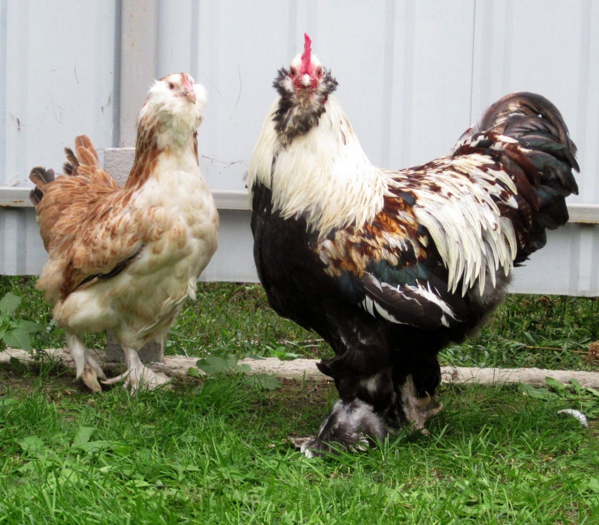 Фавероль куропатчатая