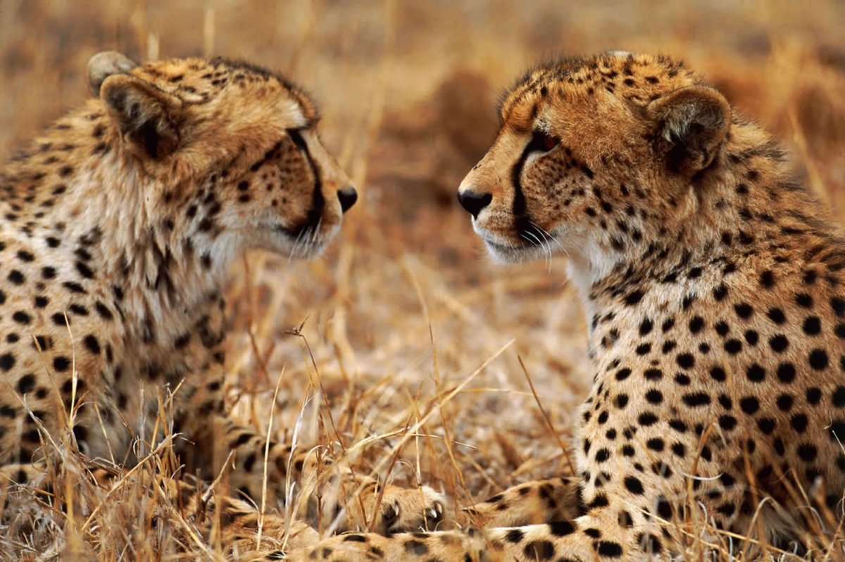 Рысь леопард гепард