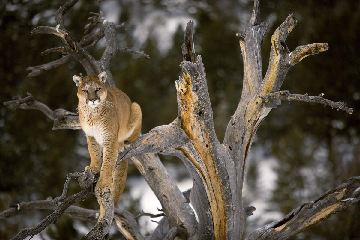Животные в дикой природе