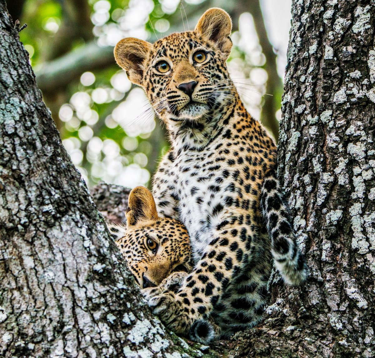 Леопард в природе