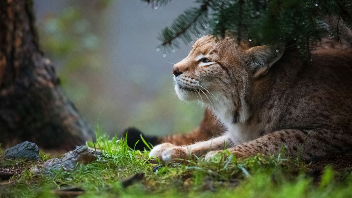 Рысь (Lynx Lynx) в дикой природе