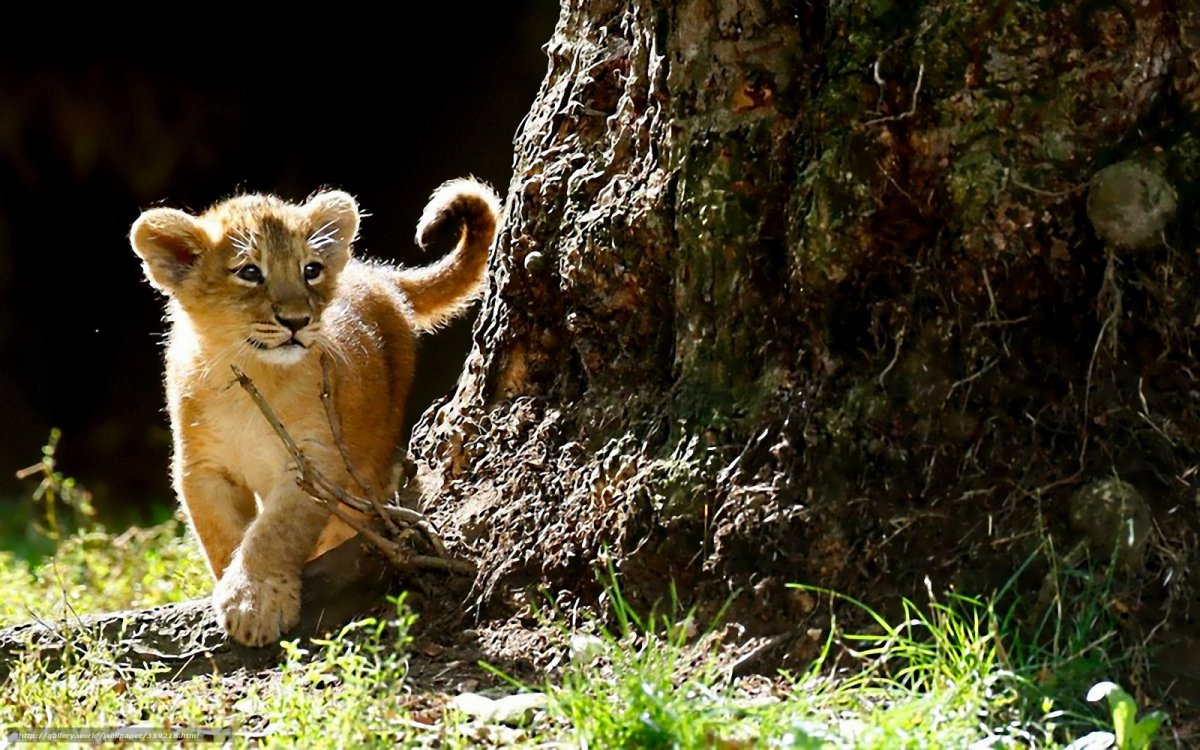 Дикие животные