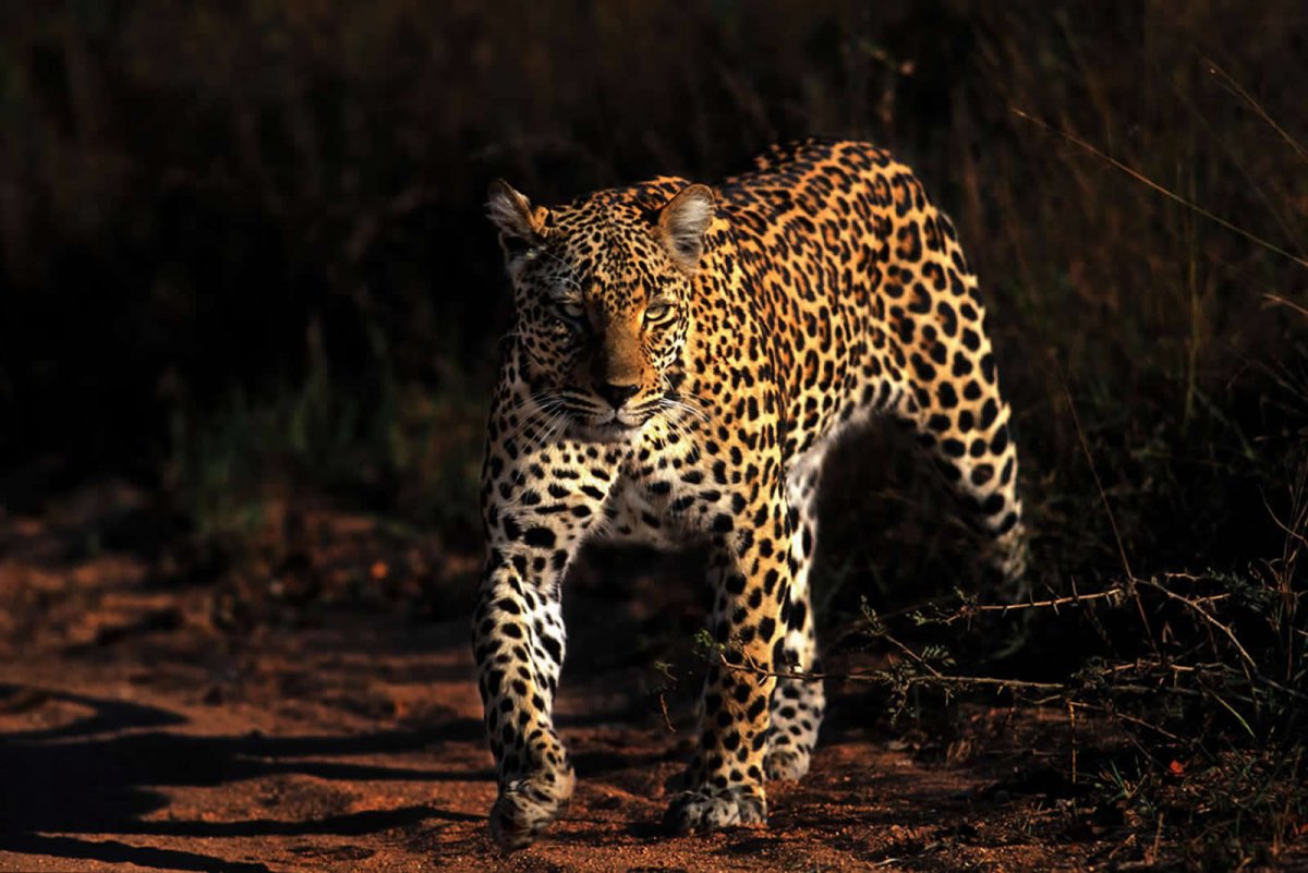 Дикие животные