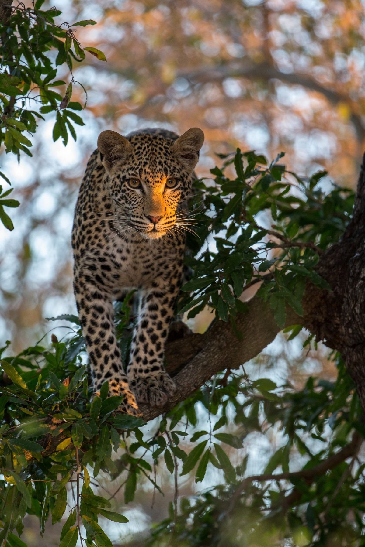 Пантанал леопарды