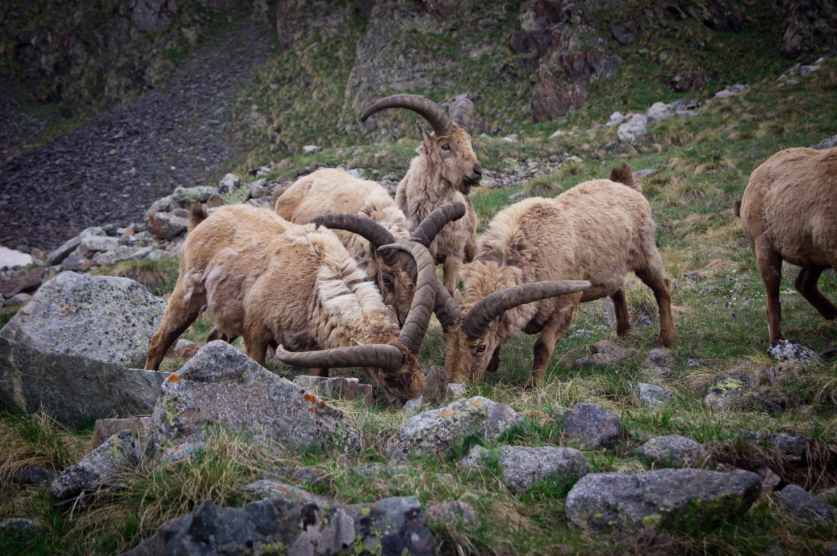 Белоголовый Беркут Дагестан