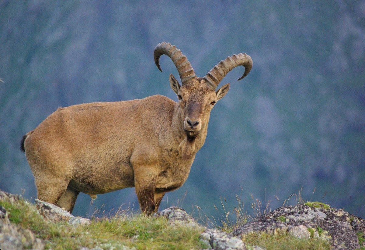 Тебердинский заповедник горный козел