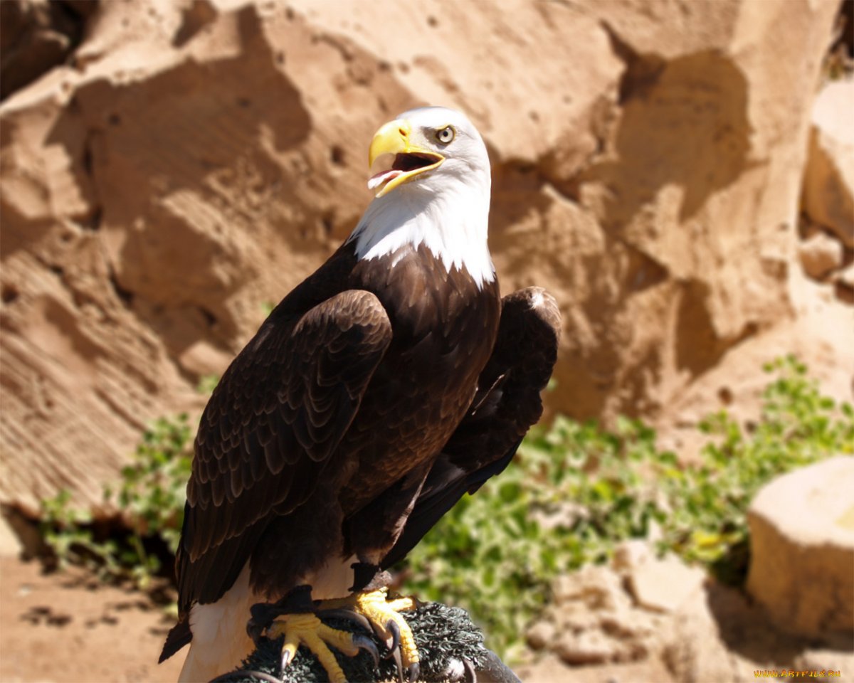 Горный козел Ибекс