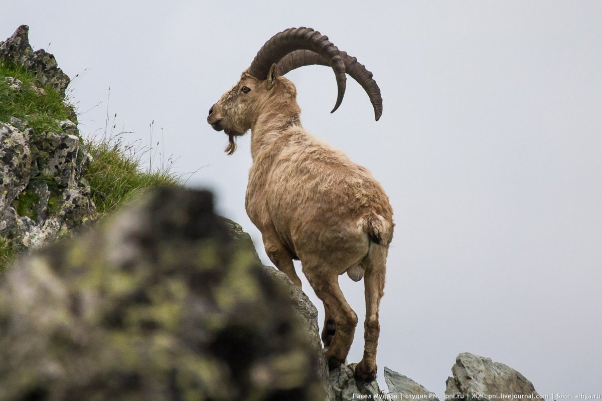 Западнокавказский тур Северцова