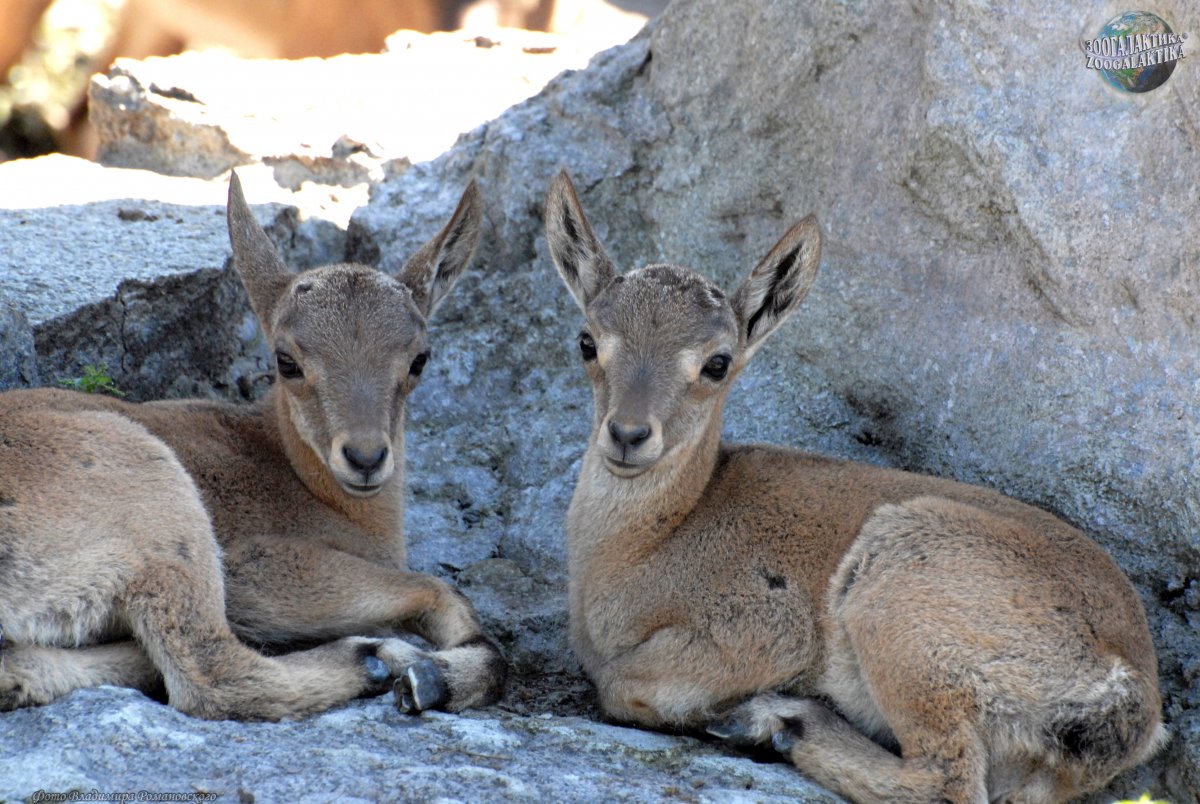 Мархур Винторогий козел