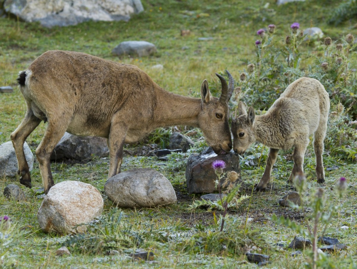 Дикая Серна