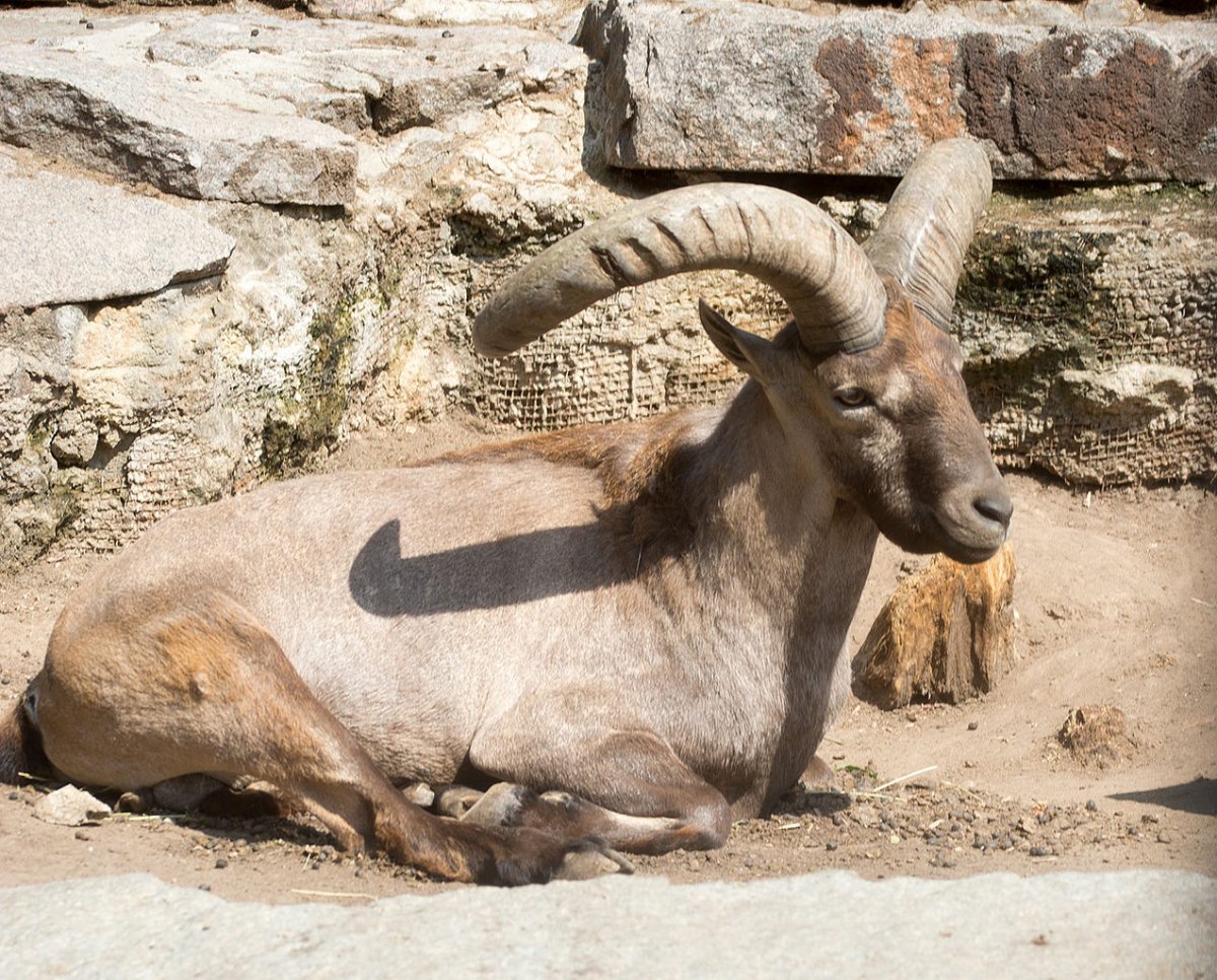 Алтайский горный баран арга
