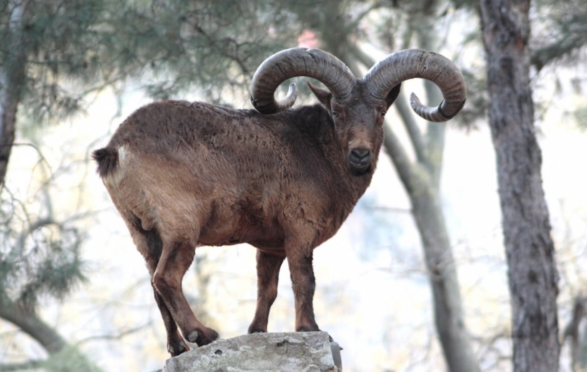 Кавказский тур Московский зоопарк