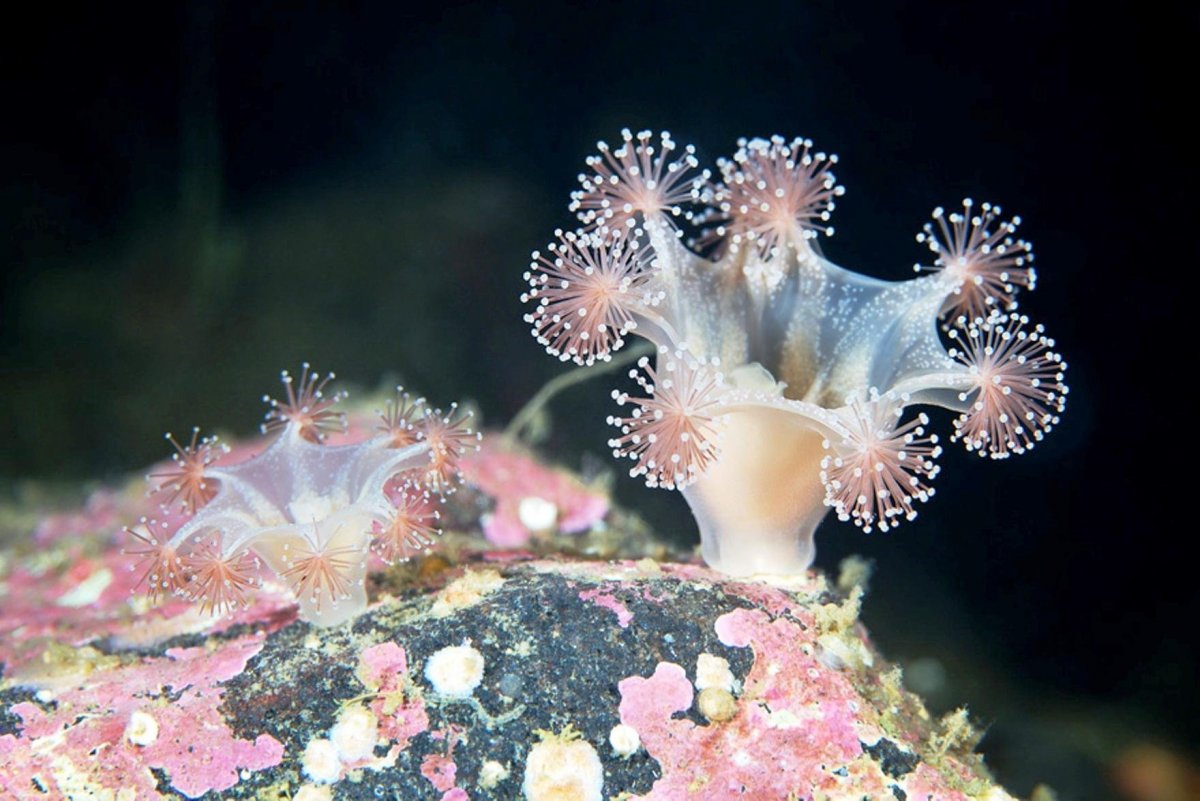 Lucernaria quadricornis