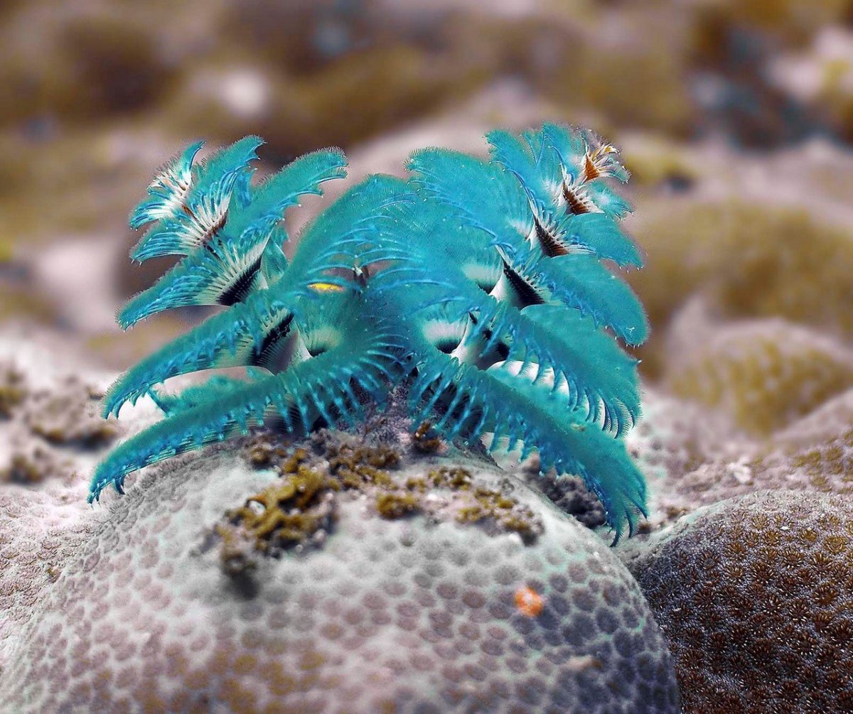 Червь "Новогодняя елка" (Spirobranchus giganteus)