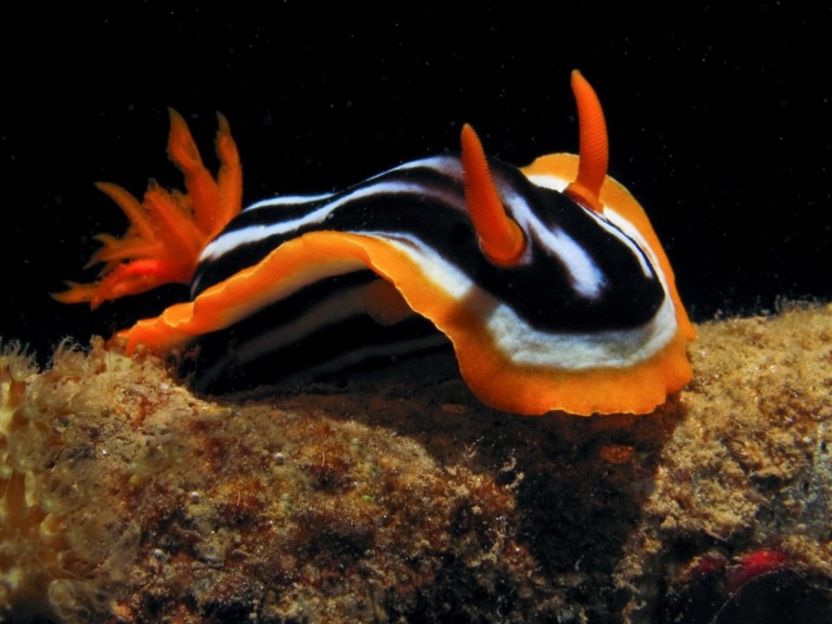 Морской Голожаберный моллюск