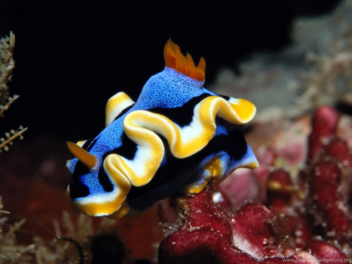 Зоантусовый Голожаберник