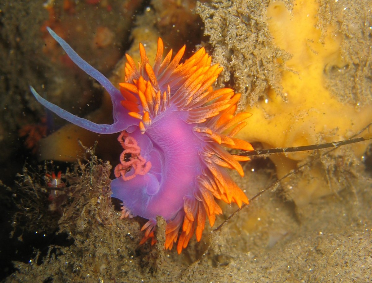 Голожаберные моллюски (отряд Nudibranchia)