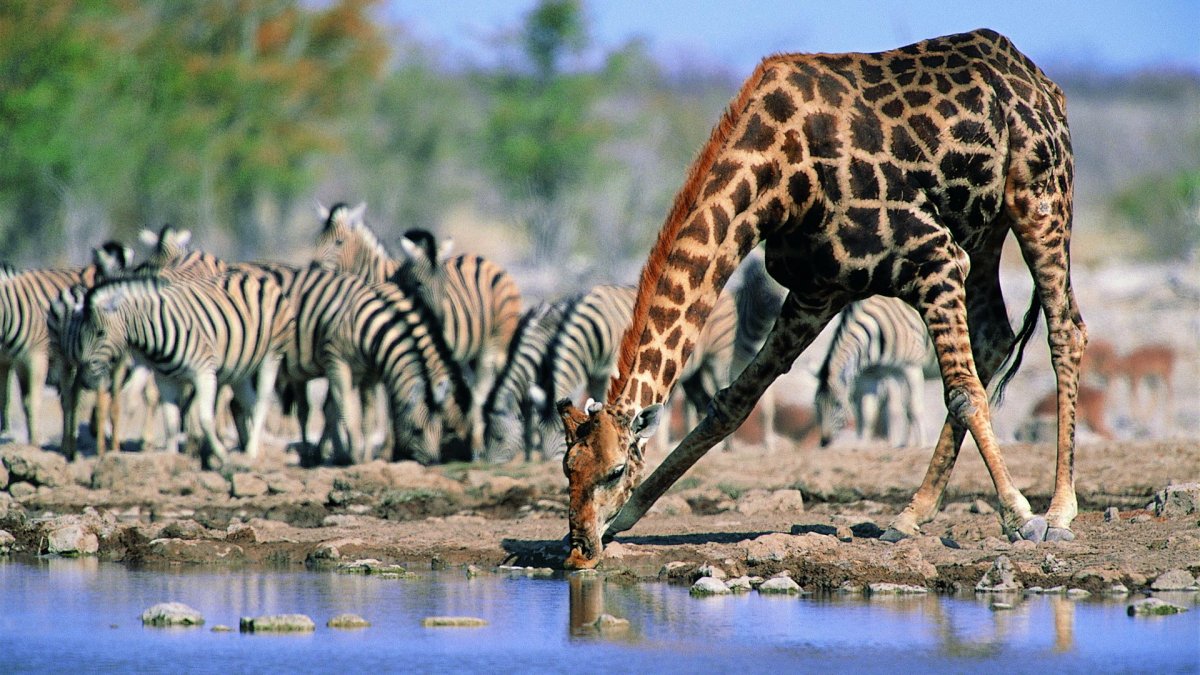 Животные на водопое