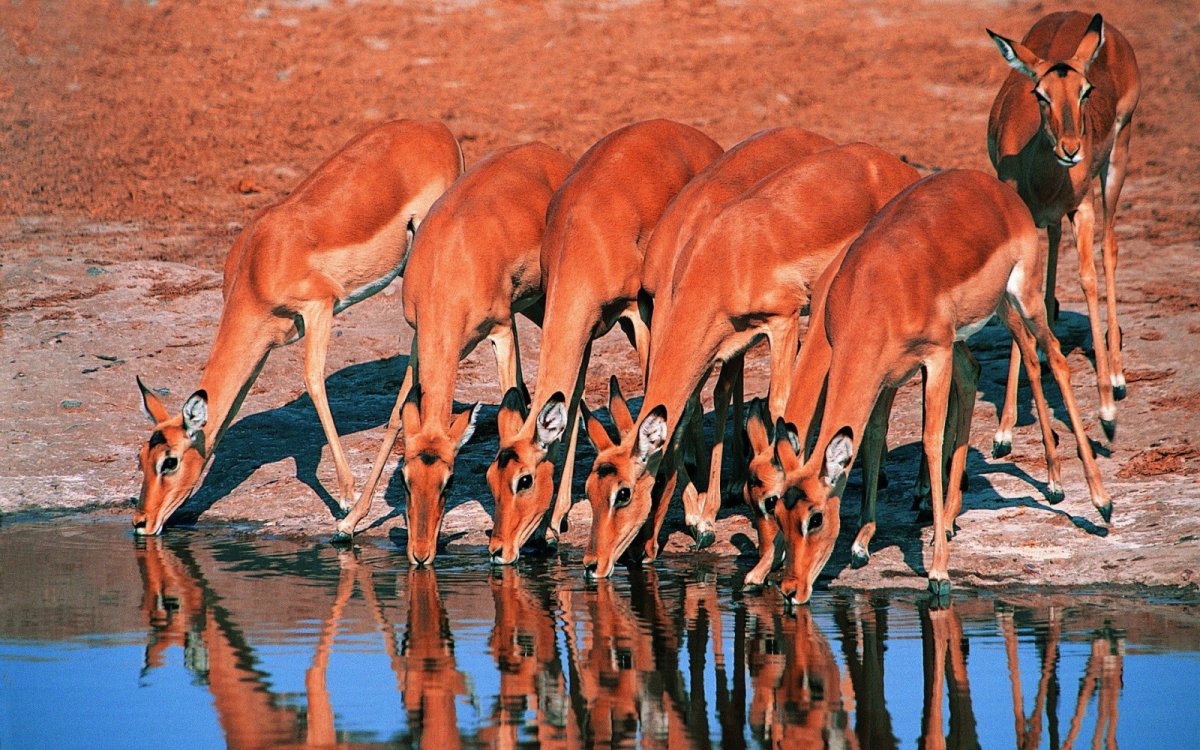 Антилопы на водопое
