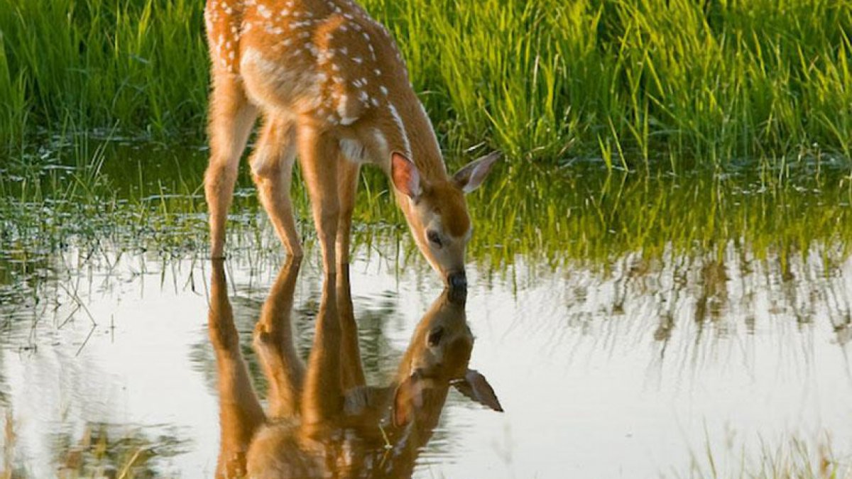 Олень пьющий воду