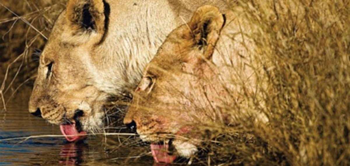 Львица на водопое