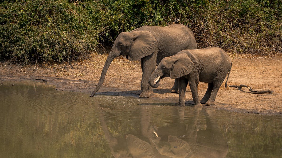 Слон на водопое