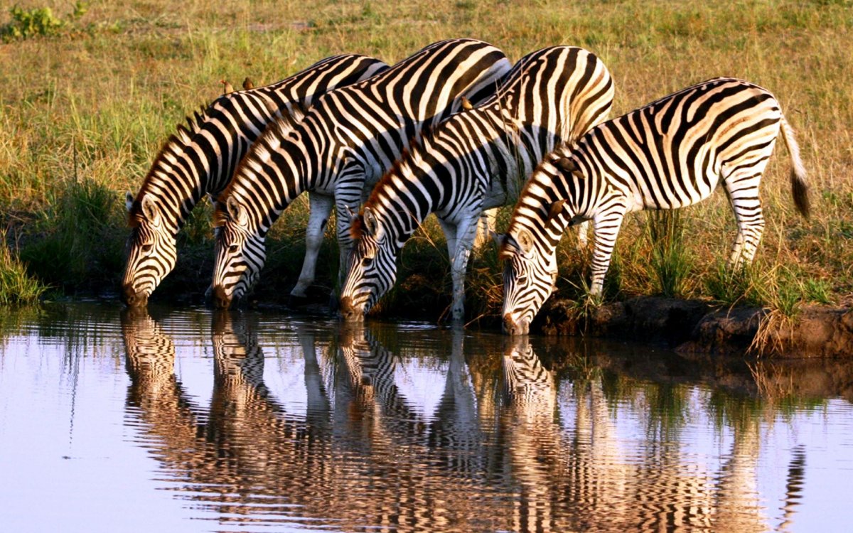 Зебры на водопое Африка