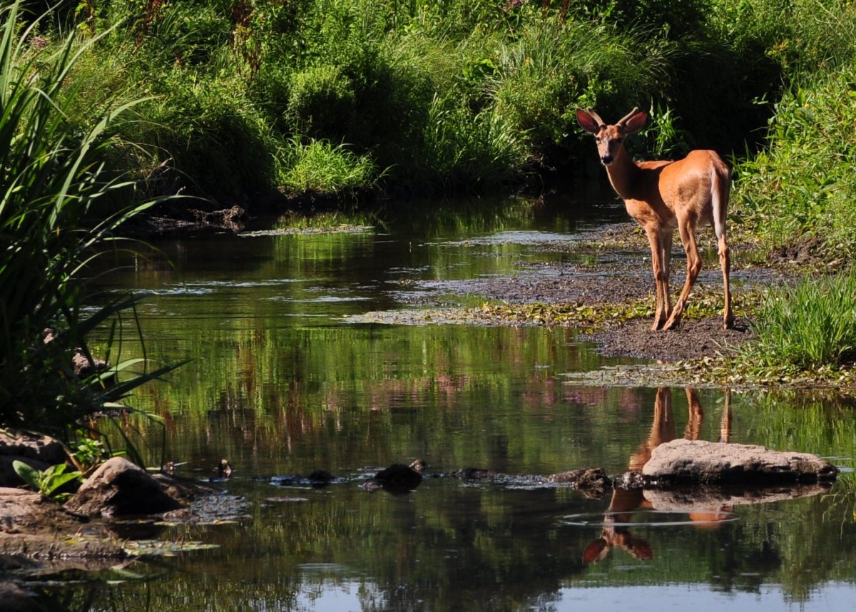 Косуля на водопое