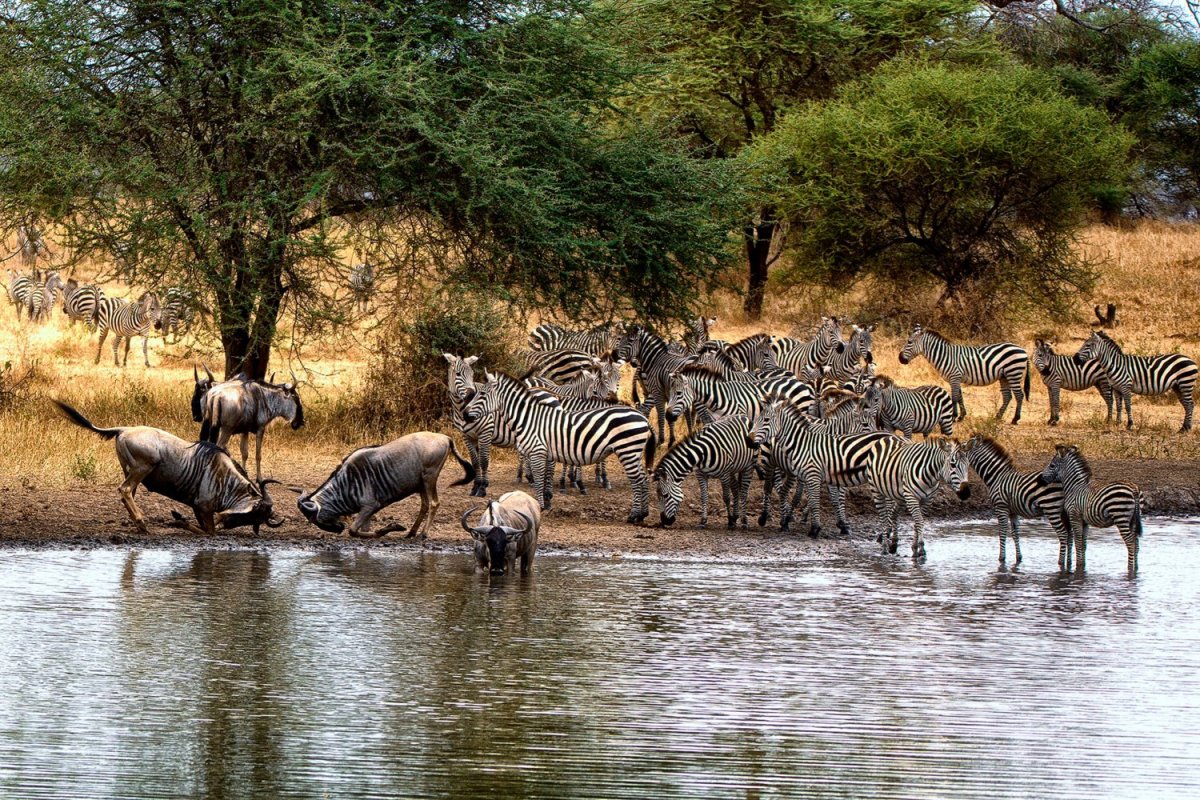 Национальный парк Чобе животные на водопое