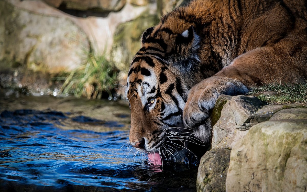 Животные пьют воду