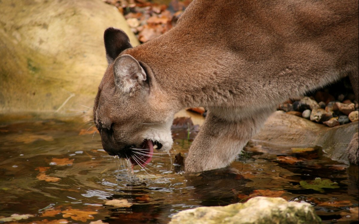 Флоридская Пума кушает